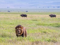DSC 4098 : africa, animali, bufali, leoni, ngorongoro, tanzania, ventiquattresimoviaggio