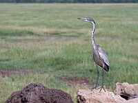 DSC 4164 : africa, aironecinerino, animali, ngorongoro, tanzania, uccelli, ventiquattresimoviaggio