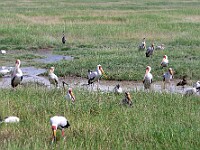 DSC 4172 : africa, animali, cicogna, ibis, ngorongoro, tanzania, uccelli, ventiquattresimoviaggio