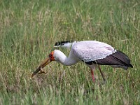 DSC 4181 : africa, animali, cicogna, ngorongoro, tanzania, uccelli, ventiquattresimoviaggio