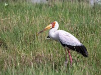 DSC 4184 : africa, animali, cicogna, ngorongoro, tanzania, uccelli, ventiquattresimoviaggio
