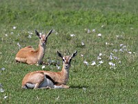 DSC 4206 : africa, animali, gazzelle, ngorongoro, tanzania, ventiquattresimoviaggio