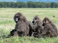 DSC 4236 : africa, animali, ngorongoro, scimmie, tanzania, ventiquattresimoviaggio