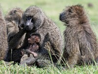 DSC 4252 : africa, animali, ngorongoro, scimmie, tanzania, ventiquattresimoviaggio