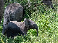 DSC 4279 : africa, animali, elefanti, ngorongoro, tanzania, ventiquattresimoviaggio