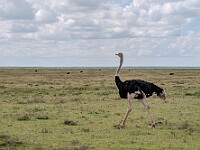 DSC 4332 : africa, animali, ngorongoro, struzzi, tanzania, uccelli, ventiquattresimoviaggio