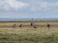 DSC 4341 : africa, animali, ngorongoro, struzzi, tanzania, uccelli, ventiquattresimoviaggio