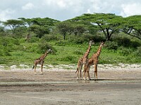 DSC 4344 : africa, animali, giraffe, ndutu, tanzania, ventiquattresimoviaggio