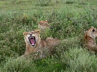 DSC 4419 : africa, animali, leoni, ndutu, tanzania, ventiquattresimoviaggio