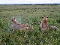 DSC 4445 : africa, animali, leoni, ndutu, tanzania, ventiquattresimoviaggio