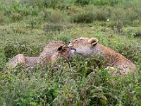 DSC 4471 : africa, animali, leoni, ndutu, tanzania, ventiquattresimoviaggio