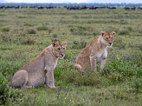 DSC 4503 : africa, animali, leoni, ndutu, tanzania, ventiquattresimoviaggio