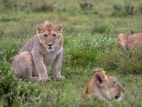 DSC 4510 : africa, animali, leoni, ndutu, tanzania, ventiquattresimoviaggio