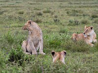 DSC 4513 : africa, animali, leoni, ndutu, tanzania, ventiquattresimoviaggio