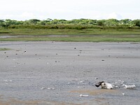 DSC 5006 : africa, ndutu, paesaggi, scheletro, tanzania, ventiquattresimoviaggio