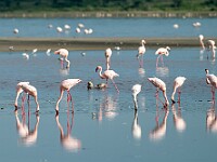 DSC 5020 : africa, animali, fenicotteri, ndutu, tanzania, uccelli, ventiquattresimoviaggio
