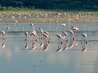 DSC 5037 : africa, animali, fenicotteri, ndutu, tanzania, uccelli, ventiquattresimoviaggio