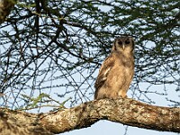 DSC 5054 : africa, animali, gufo, ndutu, tanzania, uccelli, ventiquattresimoviaggio