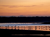 DSC 5098 : africa, albe, animali, fenicotteri, ndutu, paesaggi, tanzania, uccelli, ventiquattresimoviaggio