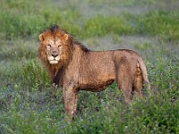 DSC 5137 : africa, animali, leoni, ndutu, tanzania, ventiquattresimoviaggio