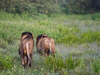 DSC 5146 : africa, animali, leoni, ndutu, tanzania, ventiquattresimoviaggio