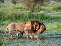 DSC 5157 : africa, animali, leoni, ndutu, tanzania, ventiquattresimoviaggio
