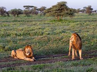 DSC 5267 : africa, animali, leoni, ndutu, tanzania, ventiquattresimoviaggio