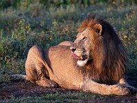 DSC 5282 : africa, animali, leoni, ndutu, tanzania, ventiquattresimoviaggio