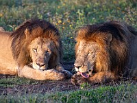 DSC 5285 : africa, animali, leoni, ndutu, tanzania, ventiquattresimoviaggio