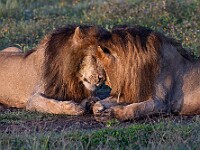 DSC 5297 : africa, animali, leoni, ndutu, tanzania, ventiquattresimoviaggio