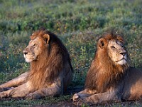 DSC 5306 : africa, animali, leoni, ndutu, tanzania, ventiquattresimoviaggio