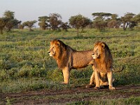 DSC 5325 : africa, animali, leoni, ndutu, tanzania, ventiquattresimoviaggio