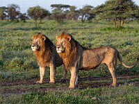 DSC 5360 : africa, animali, leoni, ndutu, tanzania, ventiquattresimoviaggio