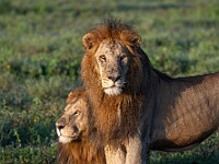 DSC 5369 : africa, animali, leoni, ndutu, tanzania, ventiquattresimoviaggio