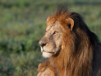 DSC 5376 : africa, animali, leoni, ndutu, tanzania, ventiquattresimoviaggio