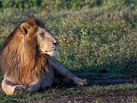 DSC 5383 : africa, animali, leoni, ndutu, tanzania, ventiquattresimoviaggio