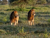 DSC 5391 : africa, animali, leoni, ndutu, tanzania, ventiquattresimoviaggio
