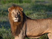 DSC 5442 : africa, animali, leoni, ndutu, tanzania, ventiquattresimoviaggio
