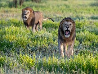 DSC 5451 : africa, animali, leoni, ndutu, tanzania, ventiquattresimoviaggio