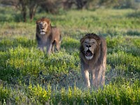 DSC 5464 : africa, animali, leoni, ndutu, tanzania, ventiquattresimoviaggio