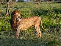 DSC 5490 : africa, animali, leoni, ndutu, tanzania, ventiquattresimoviaggio
