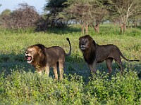 DSC 5543 : africa, animali, leoni, ndutu, tanzania, ventiquattresimoviaggio