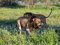 DSC 5554 : africa, animali, leoni, ndutu, tanzania, ventiquattresimoviaggio
