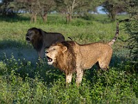 DSC 5582 : africa, animali, leoni, ndutu, tanzania, ventiquattresimoviaggio