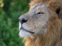 DSC 5618 : africa, animali, leoni, ndutu, tanzania, ventiquattresimoviaggio