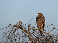 DSC 5631 : africa, animali, aquile, tanzania, uccelli, ventiquattresimoviaggio
