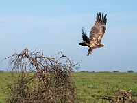 DSC 5633 : africa, animali, aquile, tanzania, uccelli, ventiquattresimoviaggio