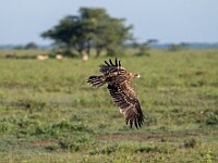 DSC 5652 : africa, animali, aquile, tanzania, uccelli, ventiquattresimoviaggio