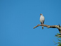 DSC 5675 : africa, animali, falchi, tanzania, uccelli, ventiquattresimoviaggio
