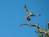 DSC 5680 : africa, animali, falchi, tanzania, uccelli, ventiquattresimoviaggio